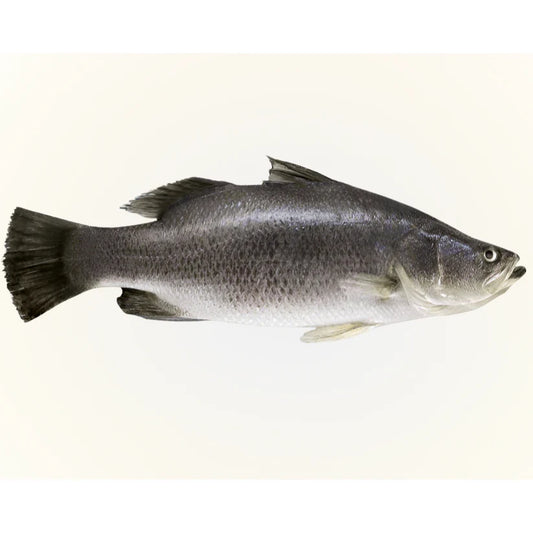 Koral Fish-3 kg