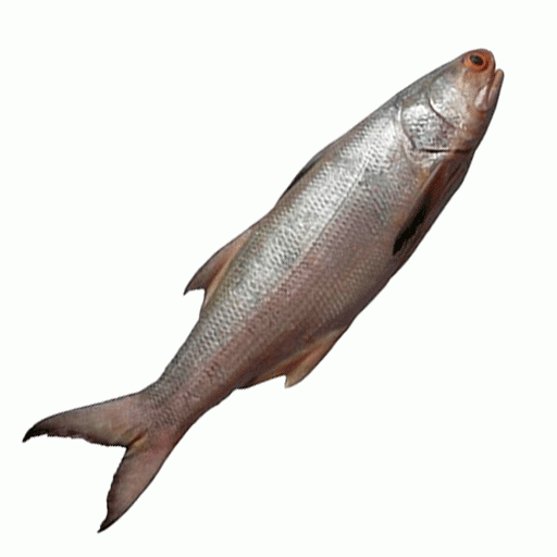 Lakkha Fish - Steak (Block) -500gm