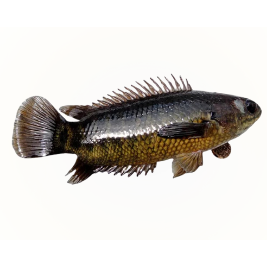 Koi fish (loose) (Climbing Perch)-2 lb -NYC