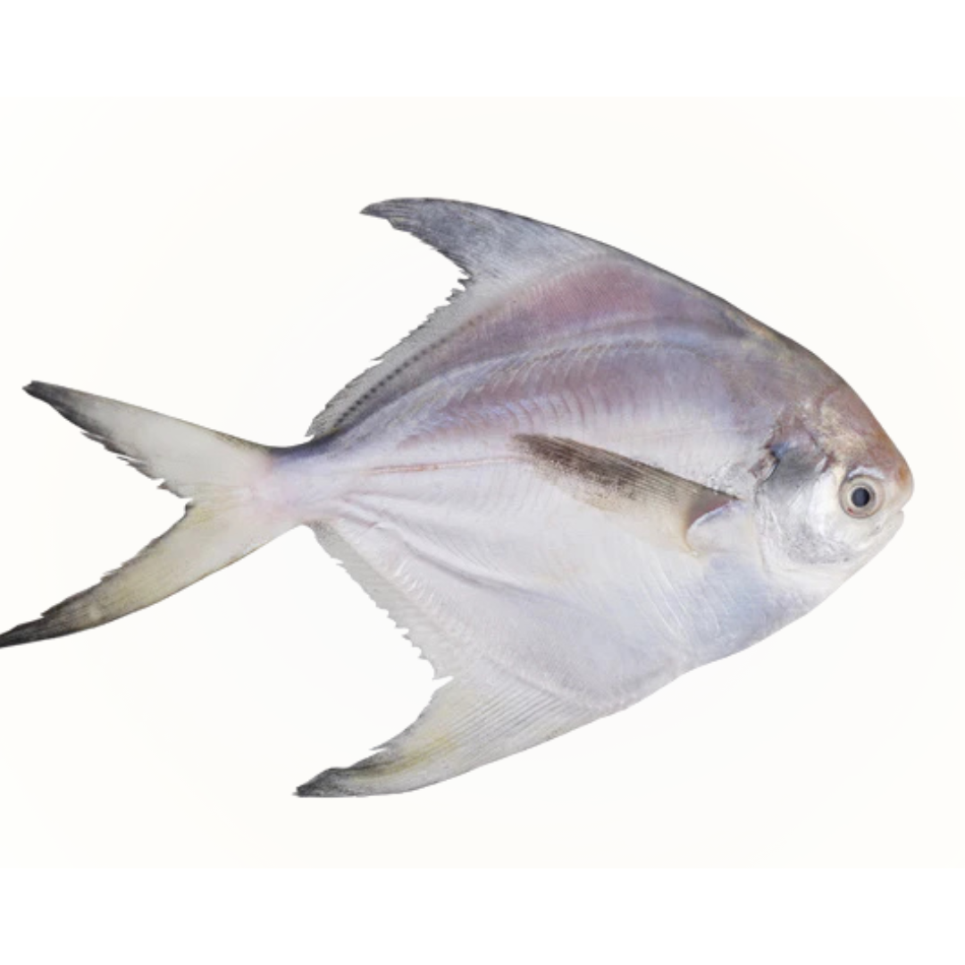 Rupchada (pomfret) (silver) (2.2-2.3lb)