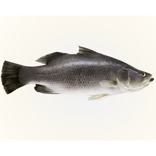 Whole Koral Fish 11 - 11.3 lb