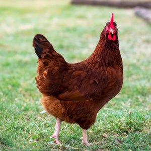 2 red chicken medium 4.5lb- bundle