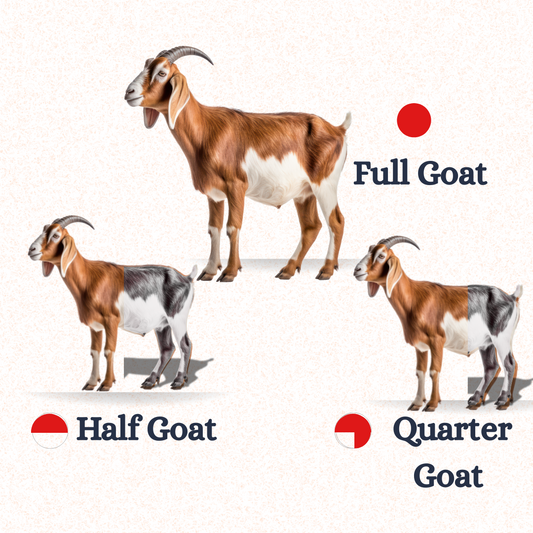 Goat Sale for 24 hours!