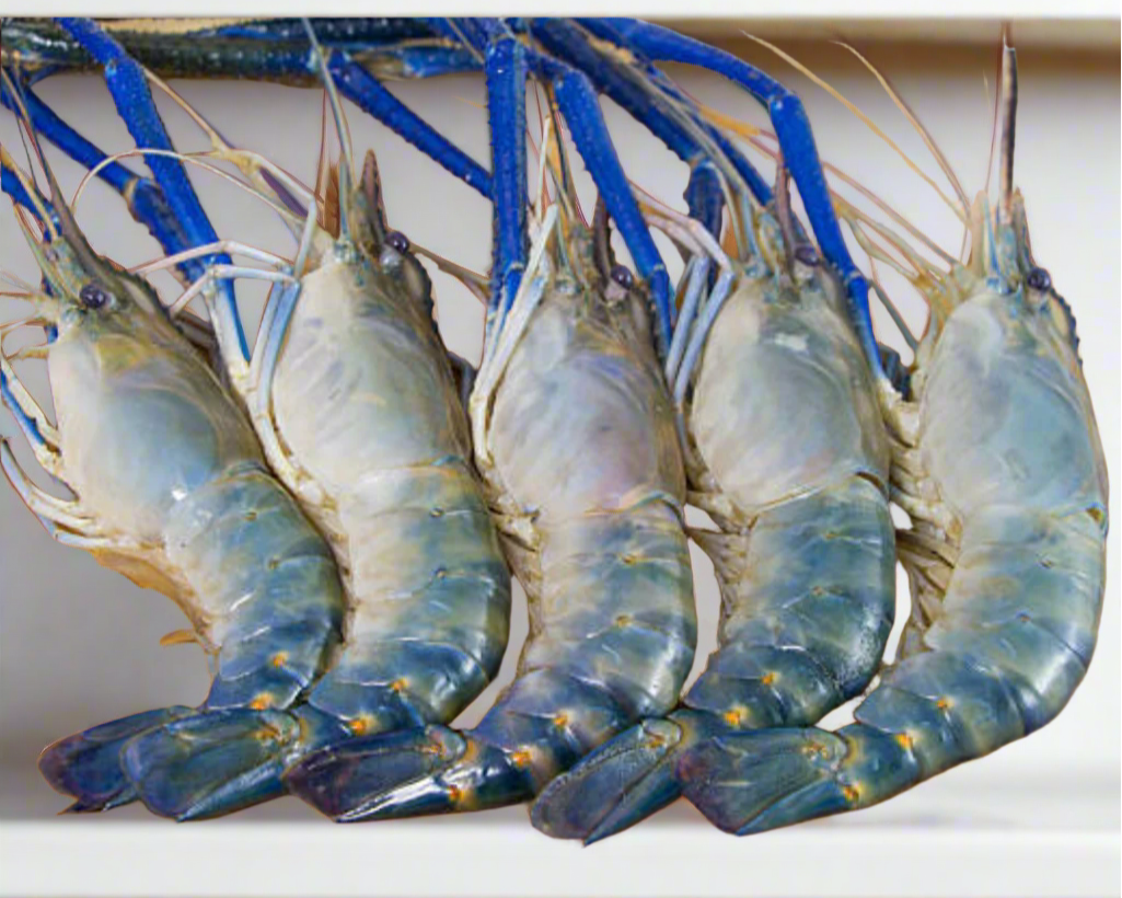 Shrimp / Golda Chingri-2.2 lb -NYC – ChefsRHere