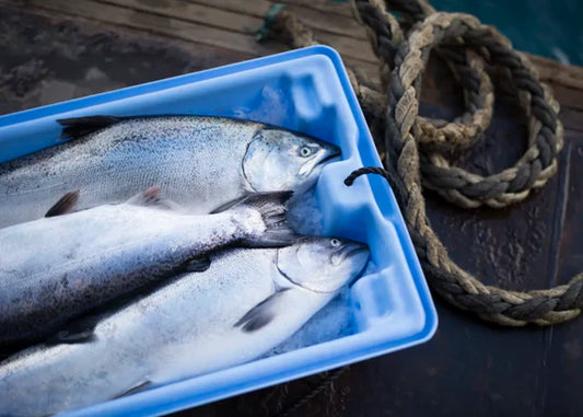 Net King Salmon