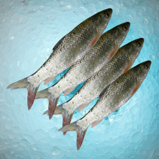 Lasso Fish-500gm
