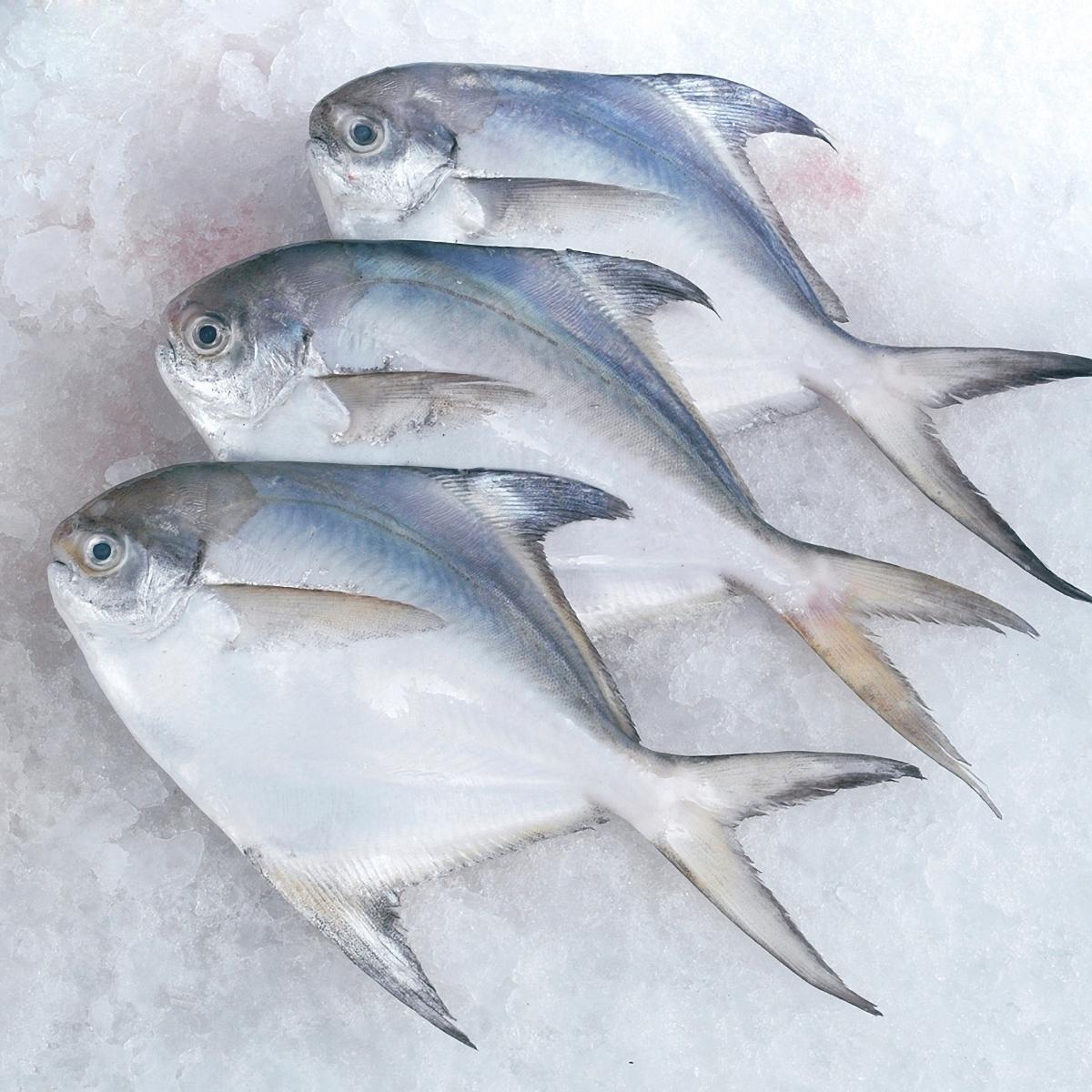 20 PC Rupchada (pomfret) (silver)(200 gm up-1 pc)-pack