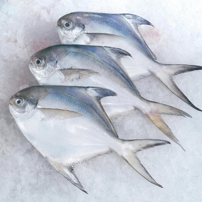 20 PC Rupchada (pomfret) (silver)(200 gm up-1 pc)-pack