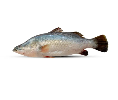 Koral Fish - 1 kg -NYC