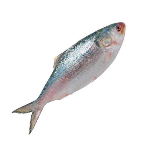 Hilsha (Illish) Fish (1 pc)  500/800gm -NYC