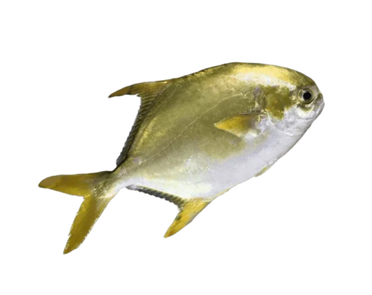 Rupchada (Pomfret) (Golden) -600/800 gm