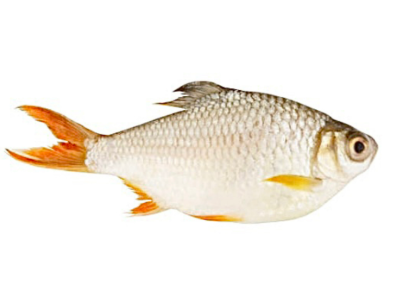 Rani Puti (TAWES BARB) -  2 lb