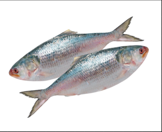 Hilsha (Illish) Fish (2pc) - 500/800gm -NYC