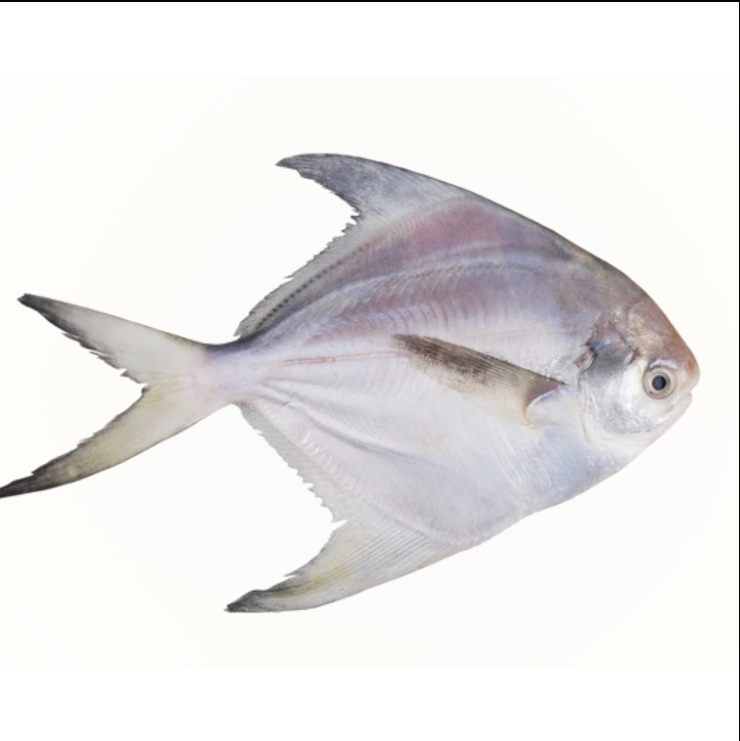 Rupchada (pomfret) (silver)-300/400gm-1 pc-NYC