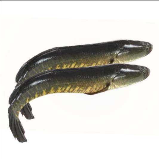 PUTUL Shol Fish (Steak )- 500gm