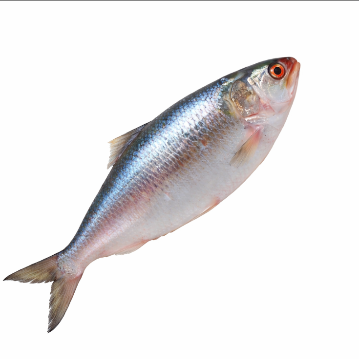 Hilsha (Ilish) Fish - 1000/1200gm -NYC