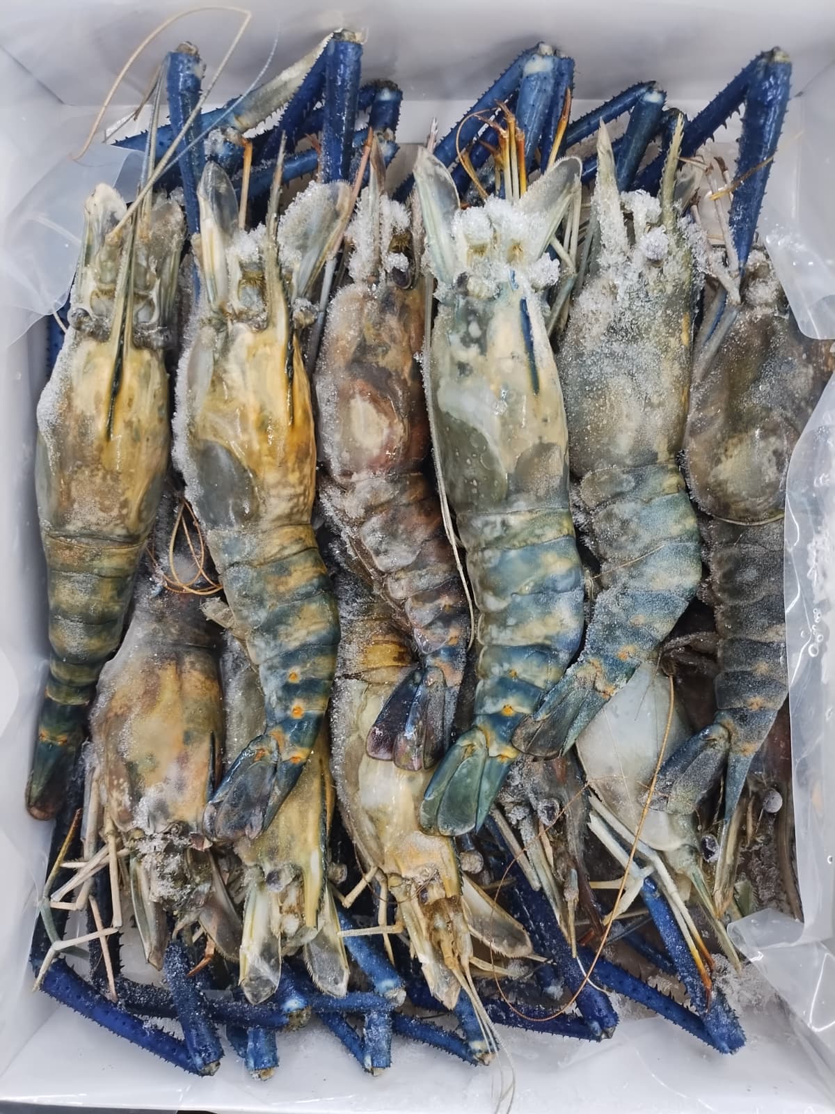 Frozen shrimp in a container with blue and white packaging.