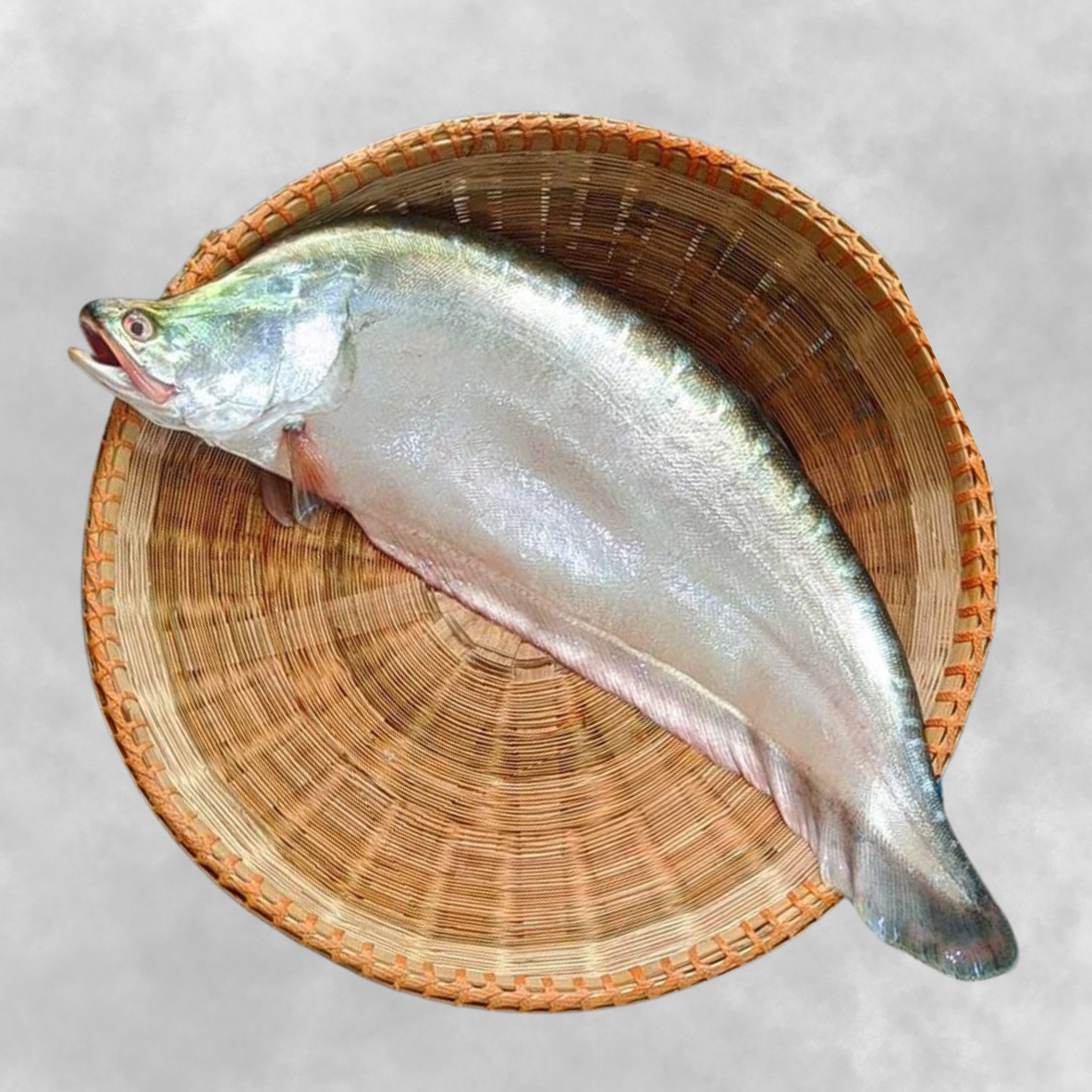 Chitol Fish -2kg Up -NYC