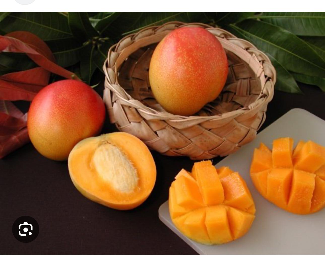 Haden Mango( SWEET) -NYC