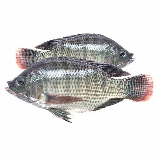 Telapia (Black)-500gm