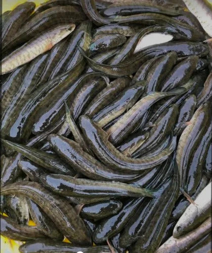 Large group of eels on a yellow surface
