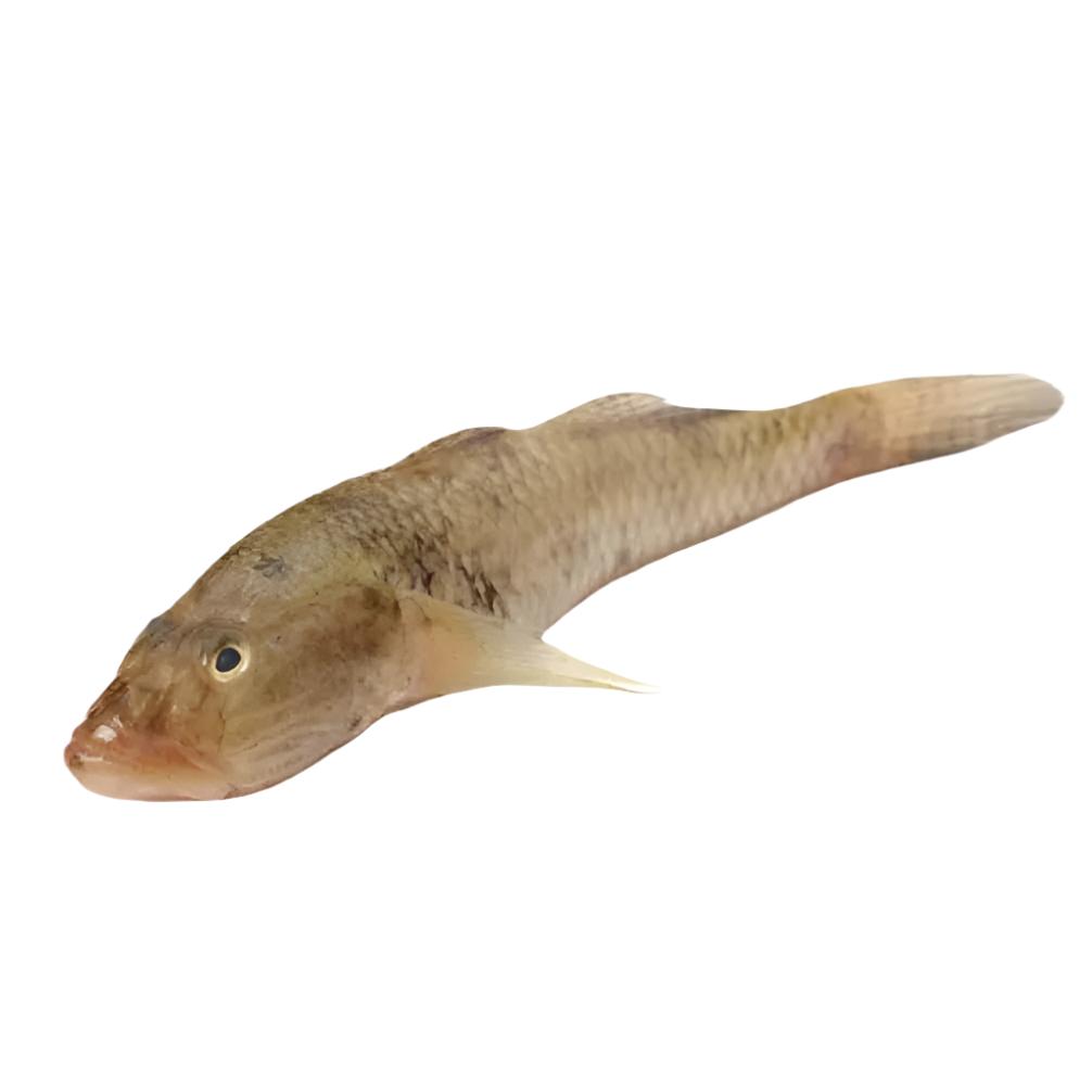 Baila Fish- 2lb -NYC