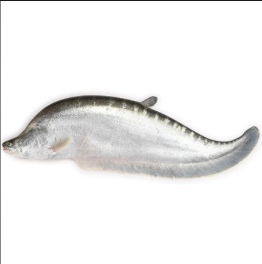 Chitol Fish -2kg Up