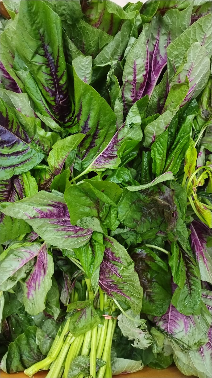 A close-up of a fresh bunch of red amaranth greens, showing vibrant green leaves with prominent purple veins and light green stems.
