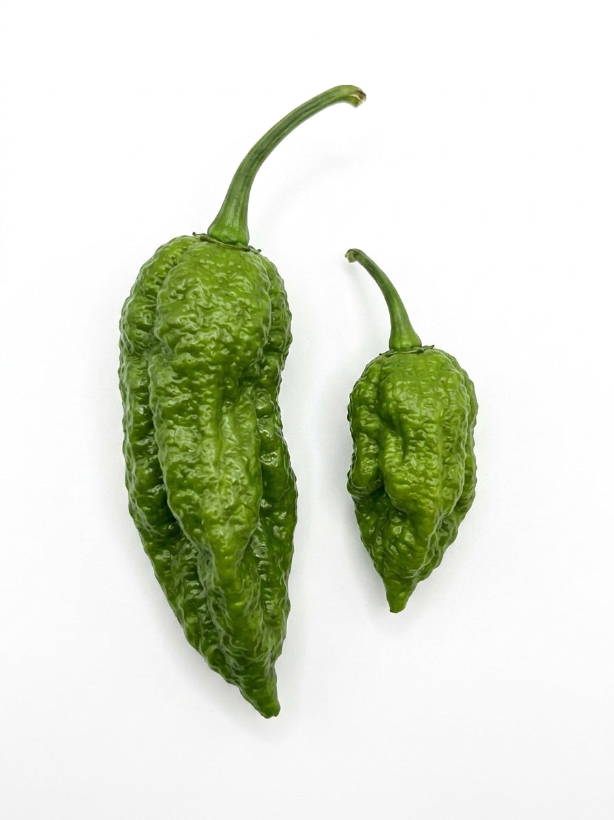 Two green wrinkled chili peppers, one large and one small, photographed on a plain white background.