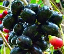 Sabjiana Jamun (frozen)-300gm