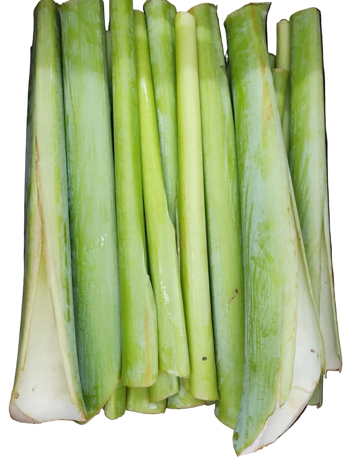 A close-up of several long, fresh taro stalks-taro stems-kochur data-thana- baha with white bases, arranged vertical in a white background.