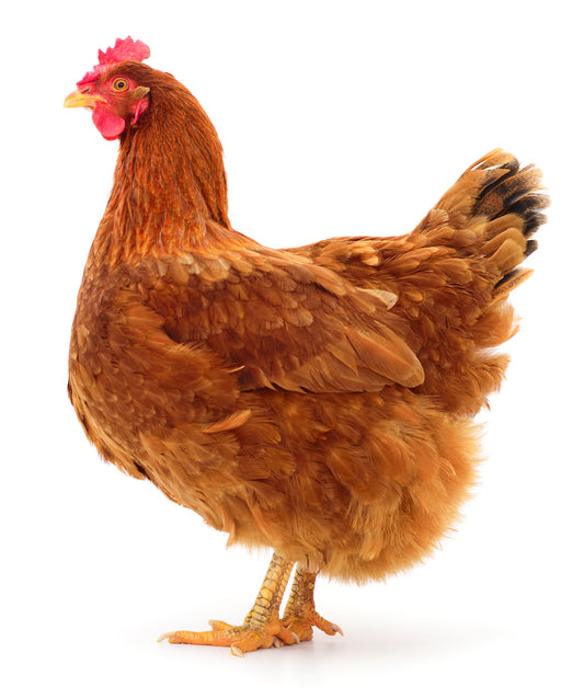 Hard chicken