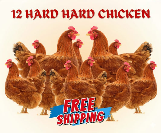 12 Hard Chicken