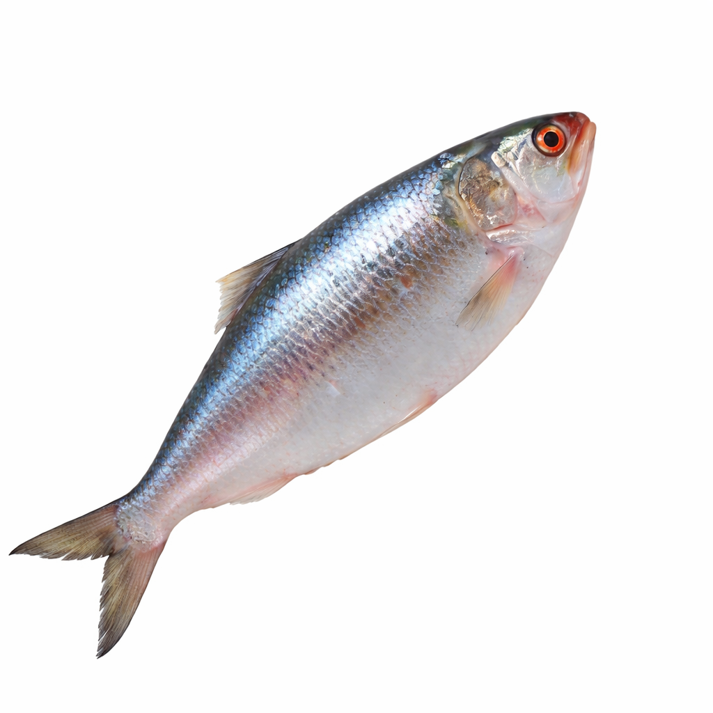 Hilsha fish on a white background