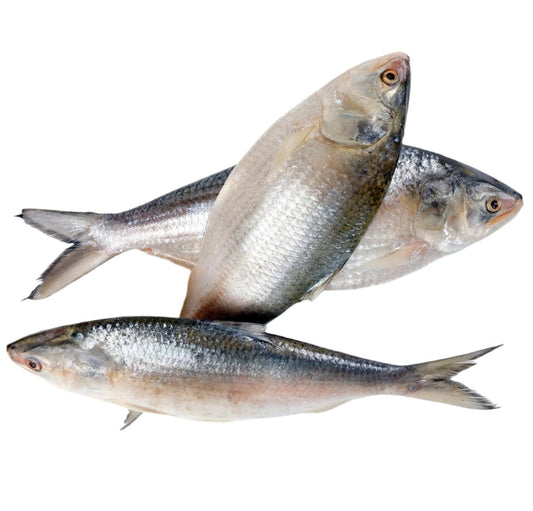 Hilsha (Ilish) Fish-1200/1500gm-(13-14pc)-40lb box
