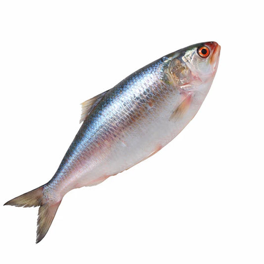 Tatka Chadpur Illish(Hilsha)-1200/1500