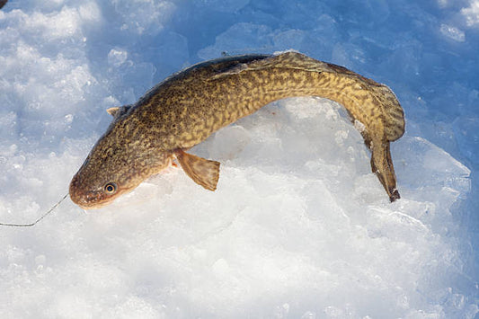 Ling Cod