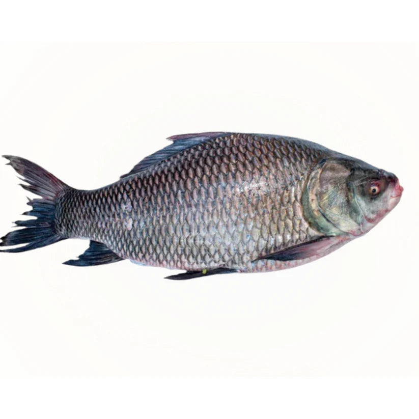 Big Katla Fish Head pcs from 17 kg up Katla Fish (Cut into Pcs)(Vacuum Packed)-(2-2.2 lb)