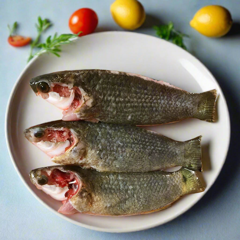 Desi Koi Fish (Block) (Climbing Perch)-500gm -NYC