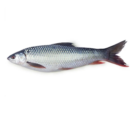 A single whole Mrigel fish, with silver scales and a red-tailed fin, against a white background.