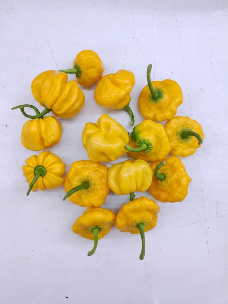 naga-chilli-yellow