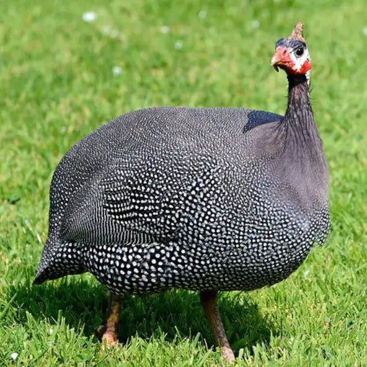 Guinea Fowl – Cheena Chicken -NYC
