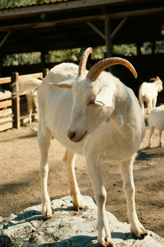 Qurbani Special Goat