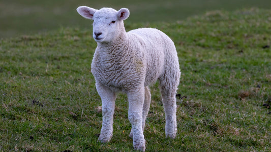 Qurbani Special Lamb