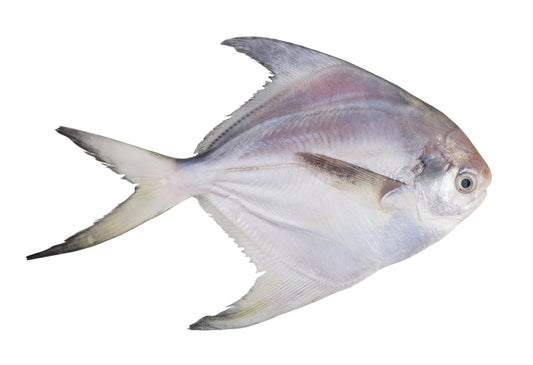 Rupchada (pomfret) (silver) (2.2-2.3lb)