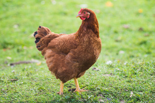 Whole Live Red Desi chicken (5.2 - 5.5 lb) (clean and cut)