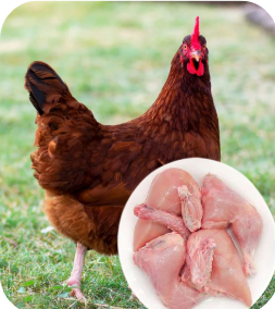 Mix Chicken Collections